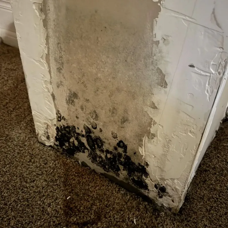 Professional Mold Removal in Trego County, KS